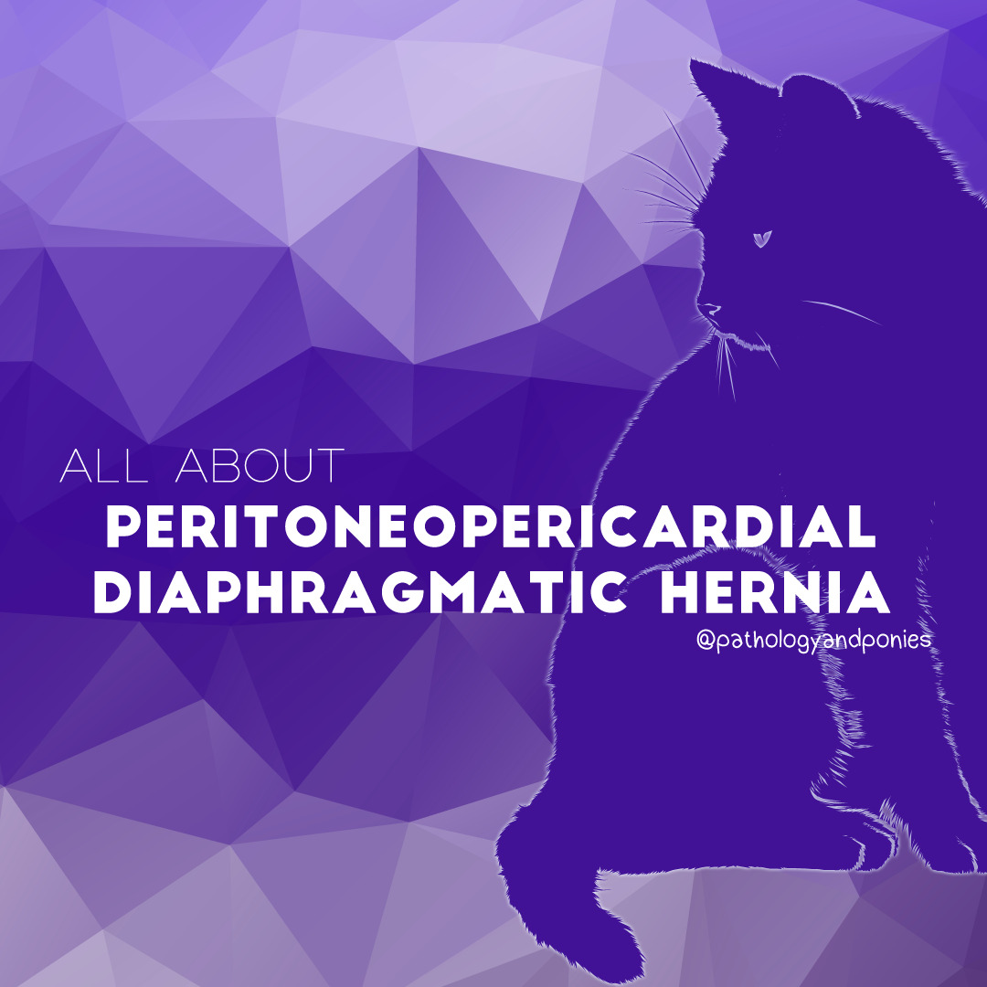 Peritoneopericardial Diaphragmatic Hernia