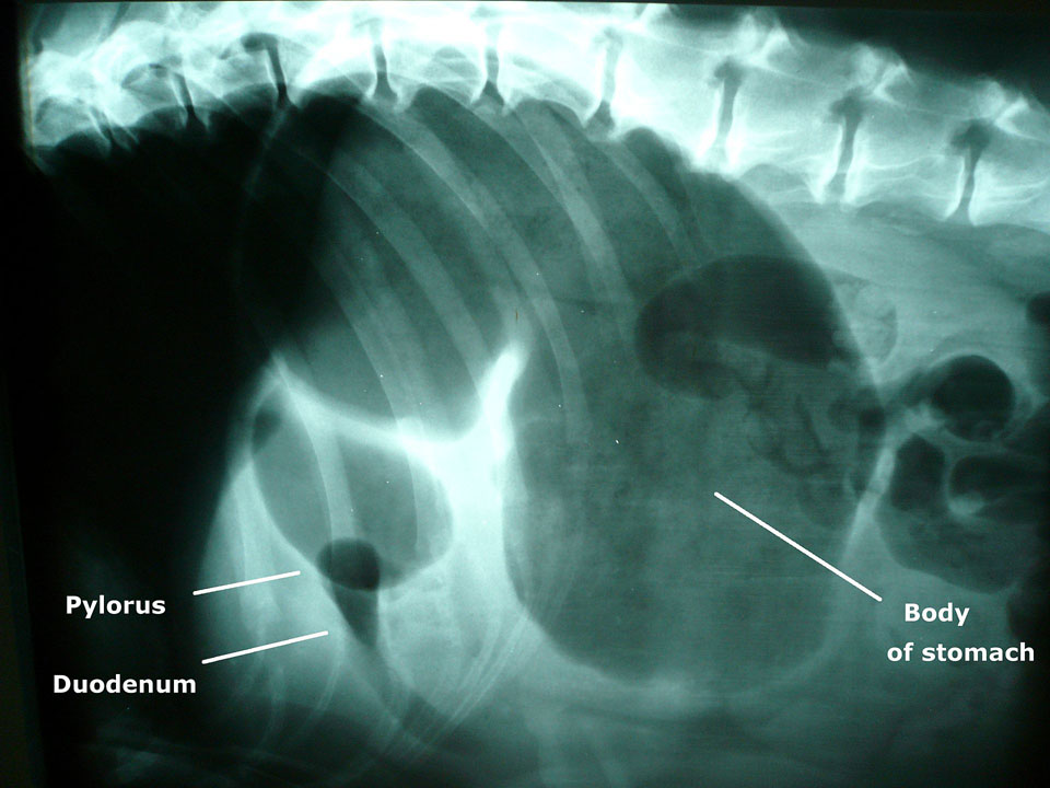 Gastric Dilation And Volvulus Pathology And Ponies