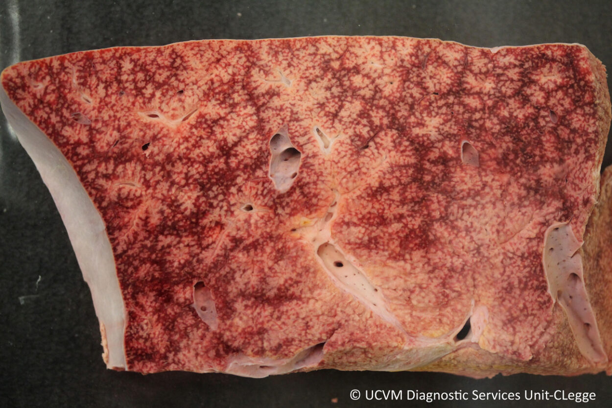 Nutmeg Liver Pathology and Ponies