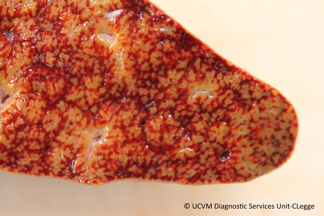 Nutmeg Liver Language at Mack Delarosa blog