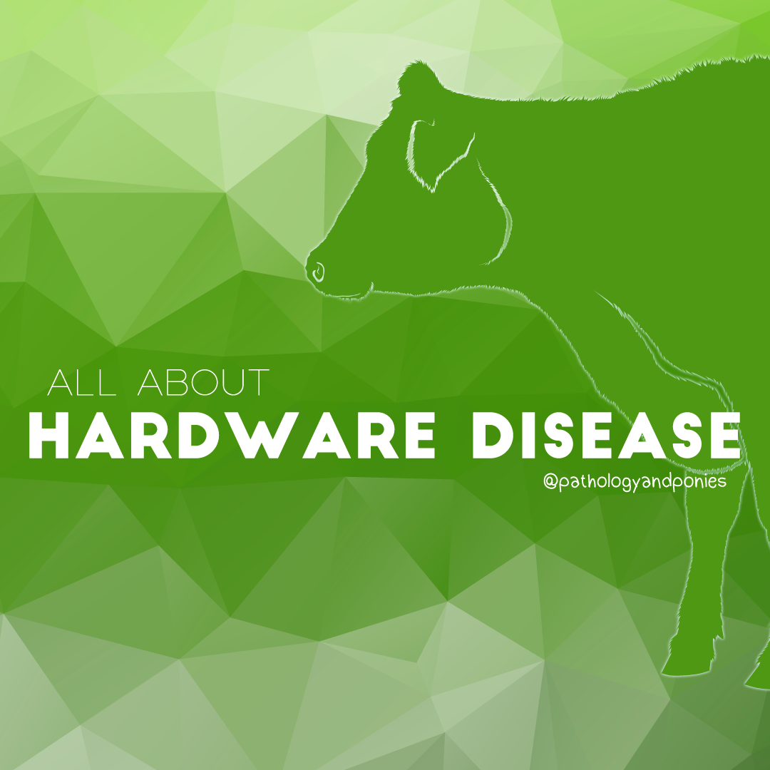 Hardware Disease Pathology and Ponies