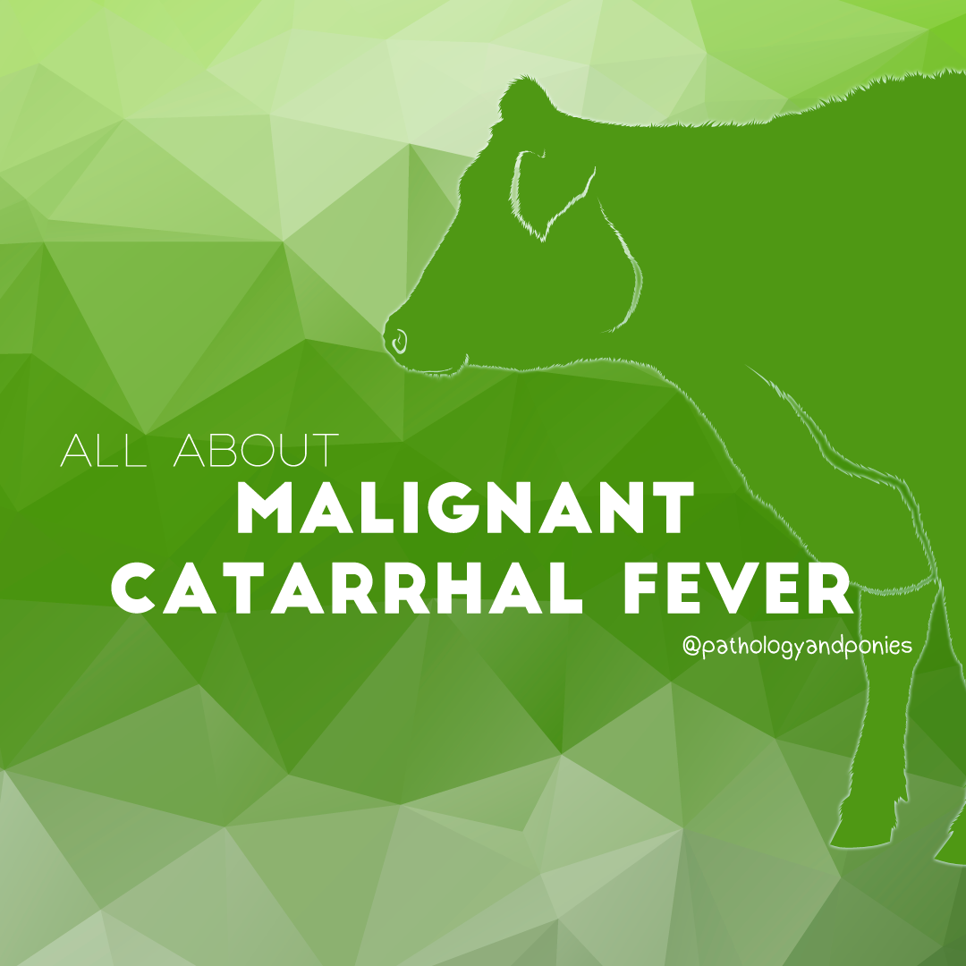 Malignant Catarrhal Fever - Pathology and Ponies