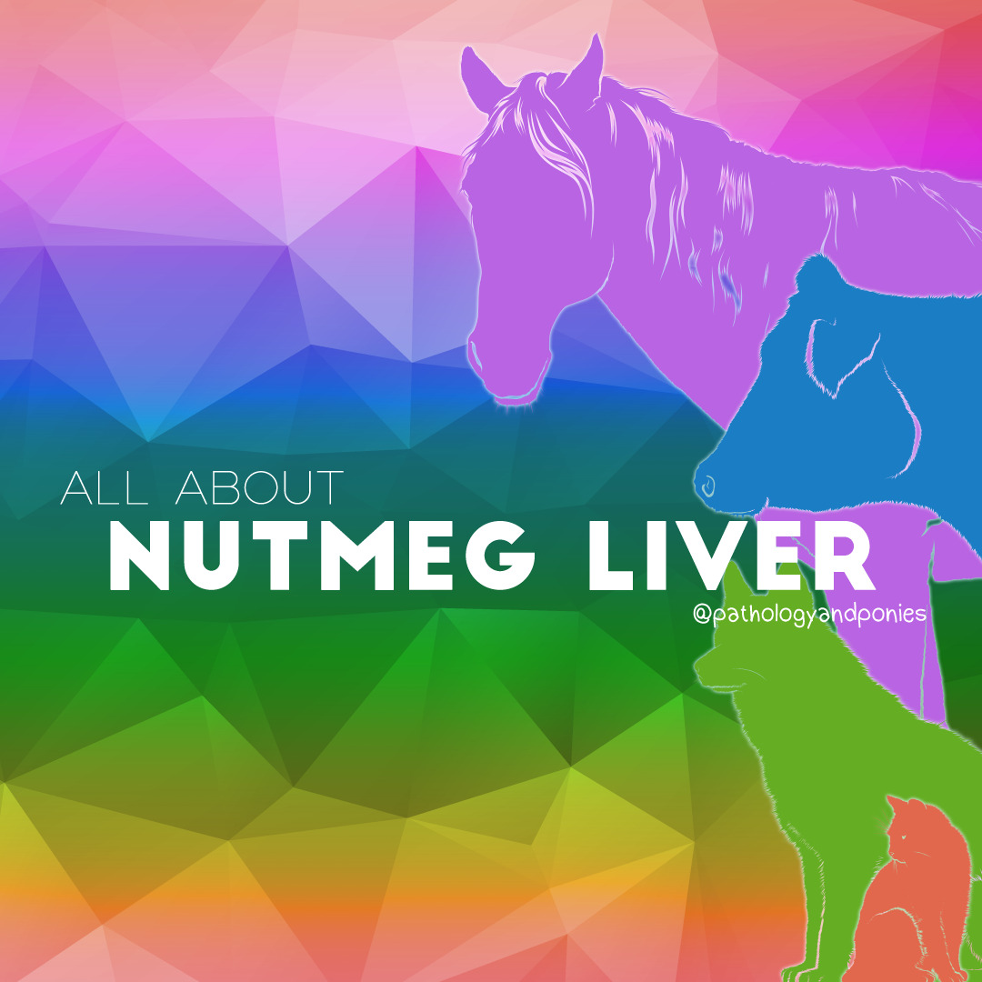 Nutmeg Liver Pathology and Ponies