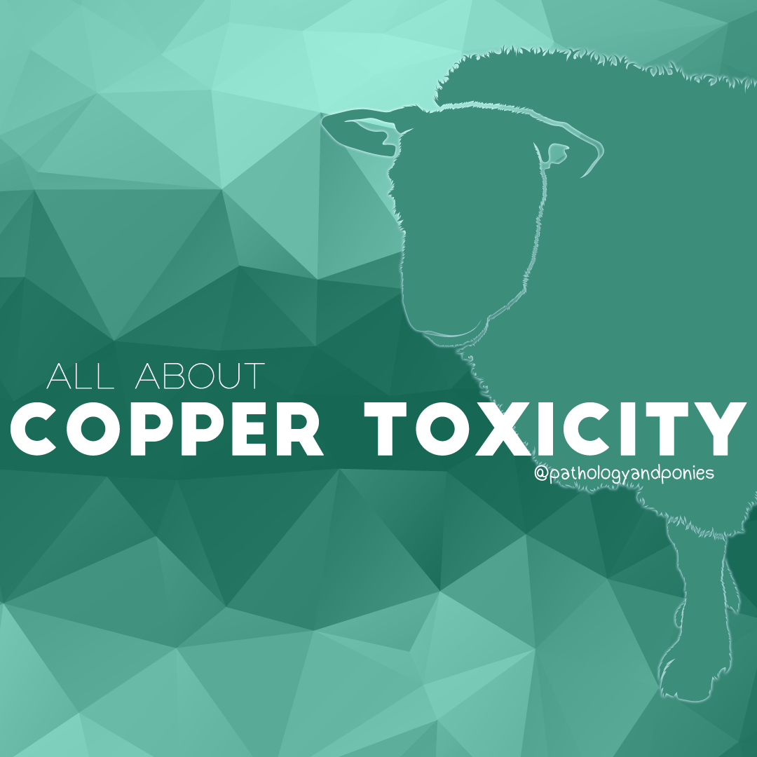 Copper Toxicity Pathology and Ponies