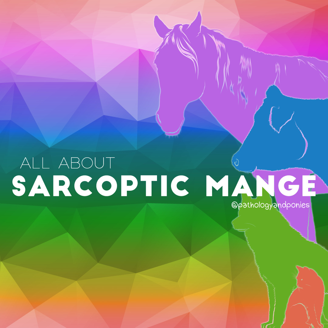Sarcoptic Mange - Pathology and Ponies
