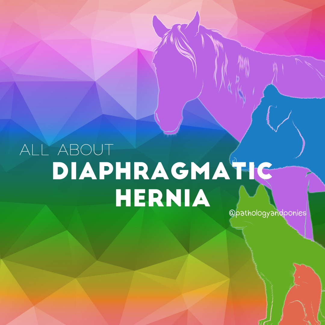Diaphragmatic Hernias Pathology and Ponies
