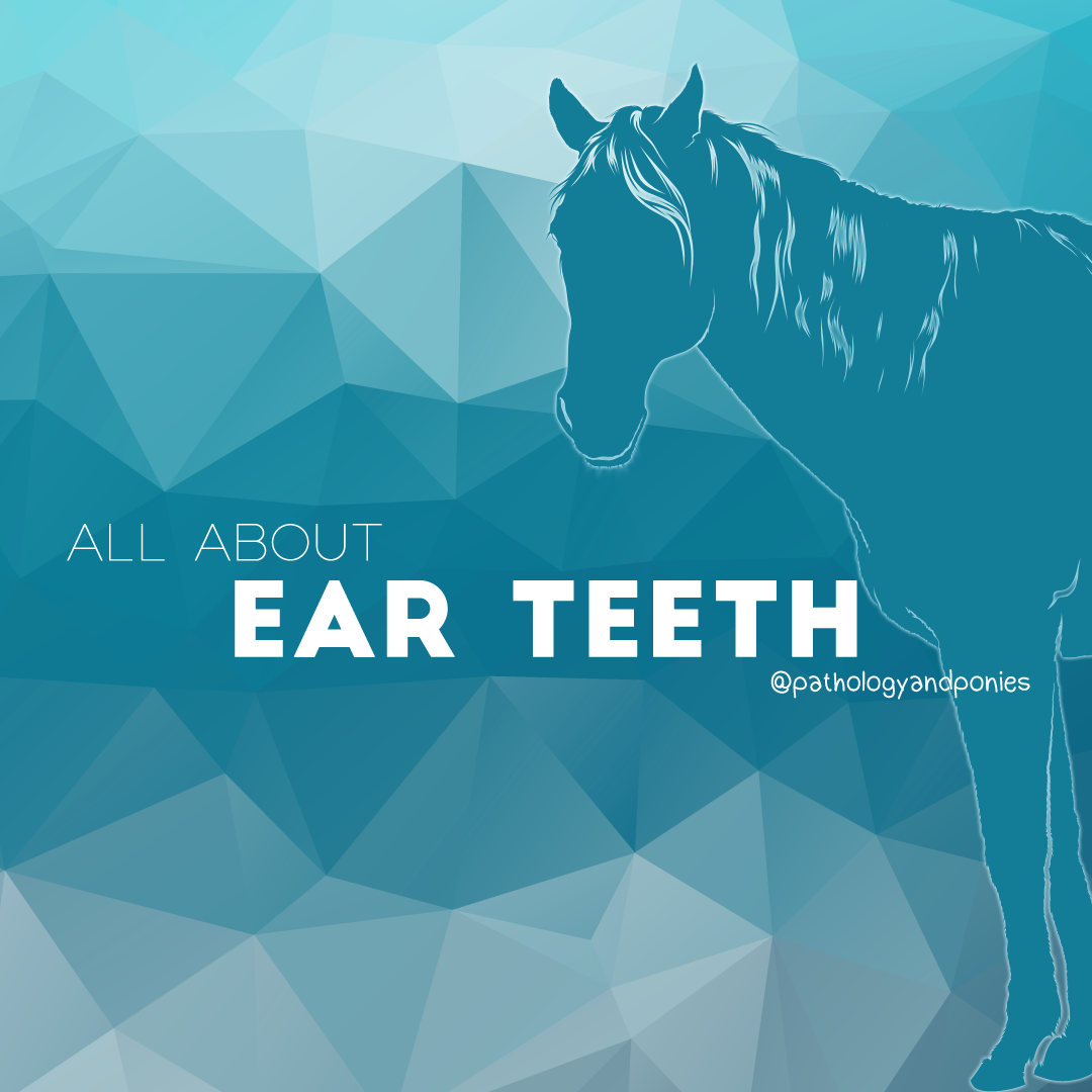 ear-teeth-pathology-and-ponies