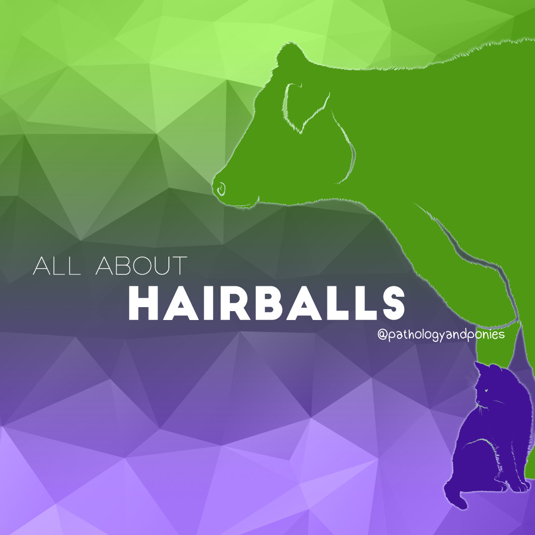Hairballs Pathology and Ponies