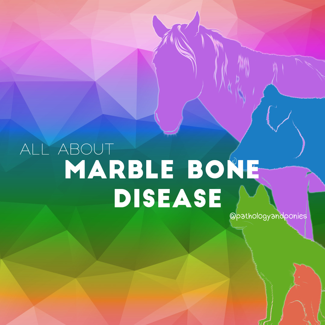 Marble Bone Disease Pathology and Ponies
