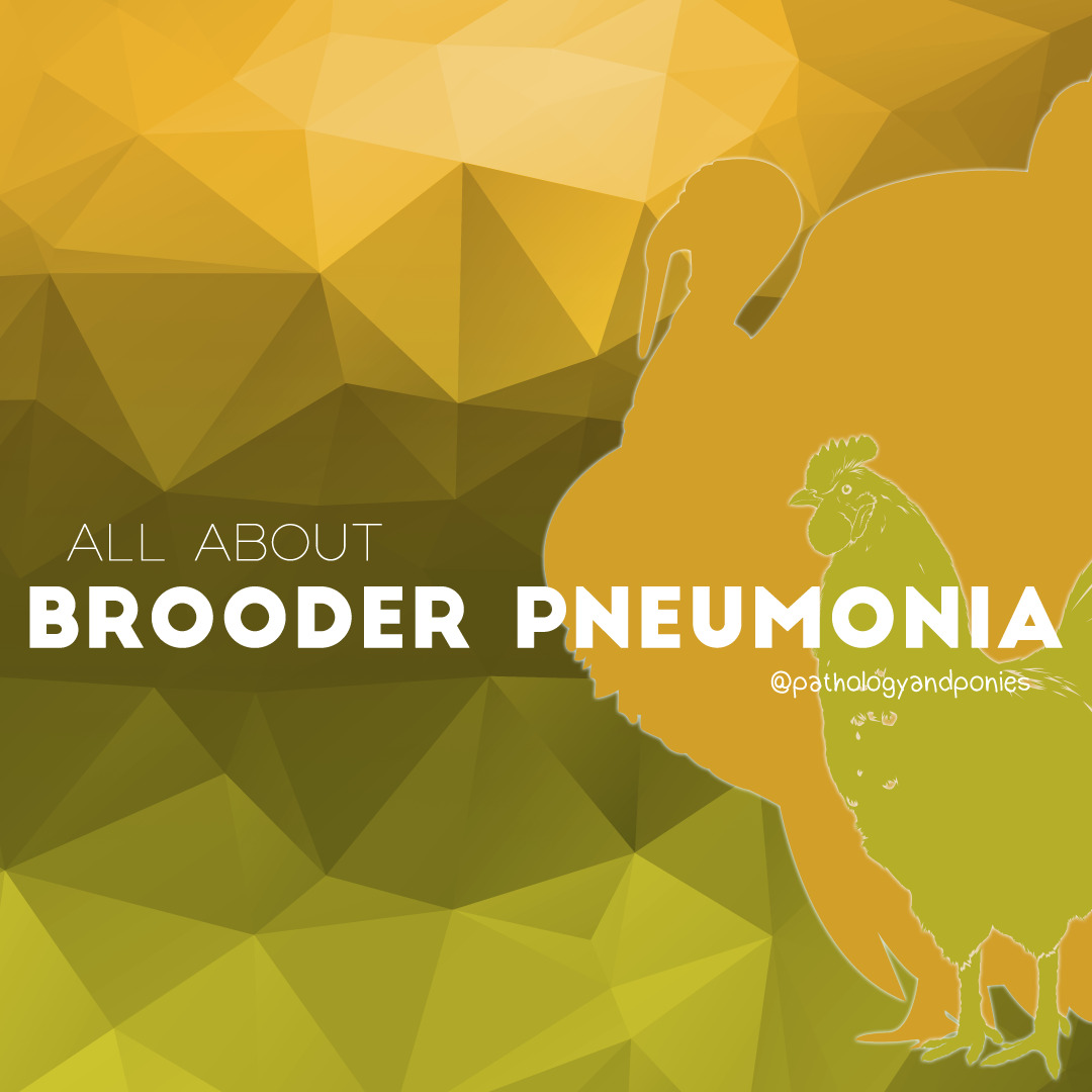 Brooder Pneumonia Pathology and Ponies