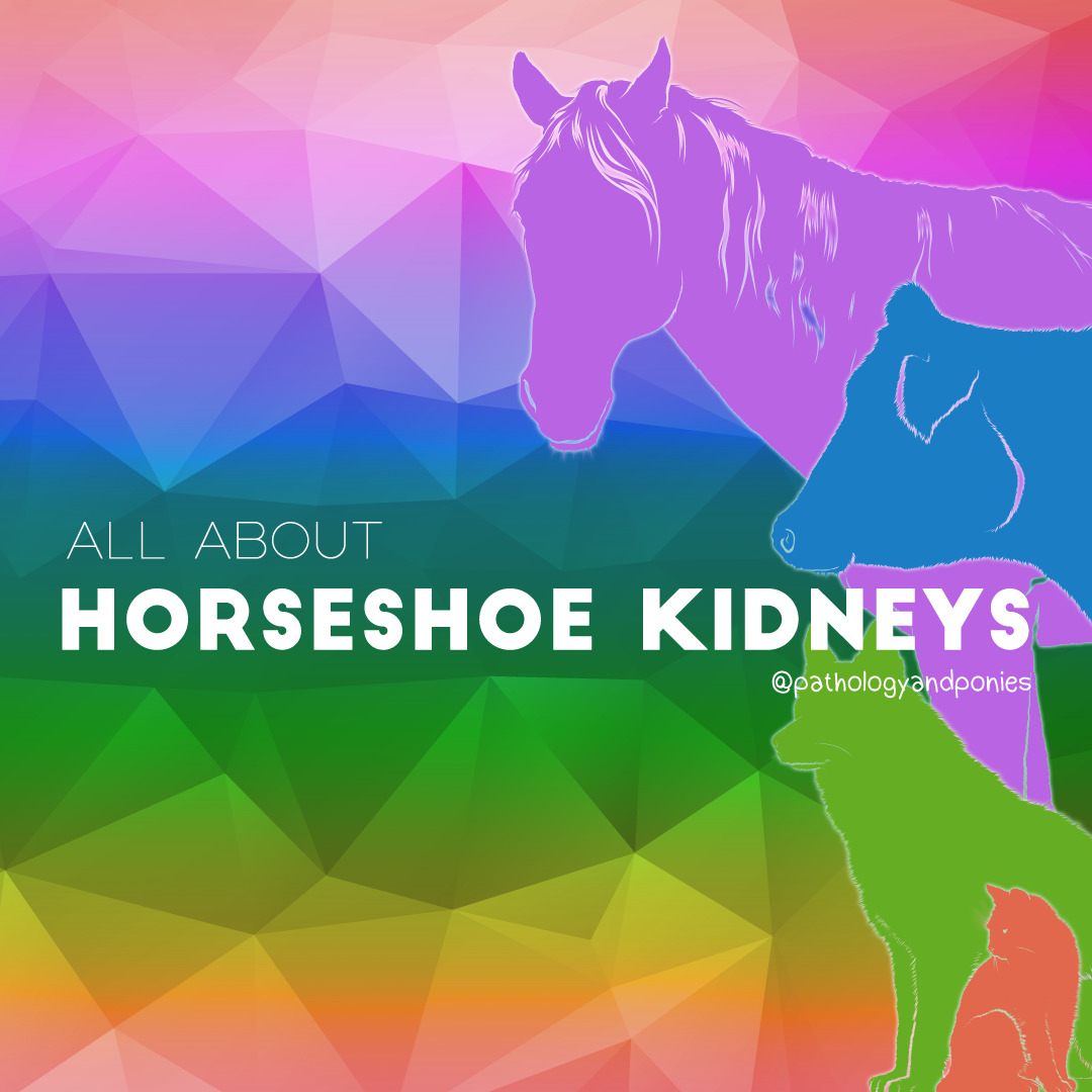 Horseshoe Kidneys Pathology and Ponies