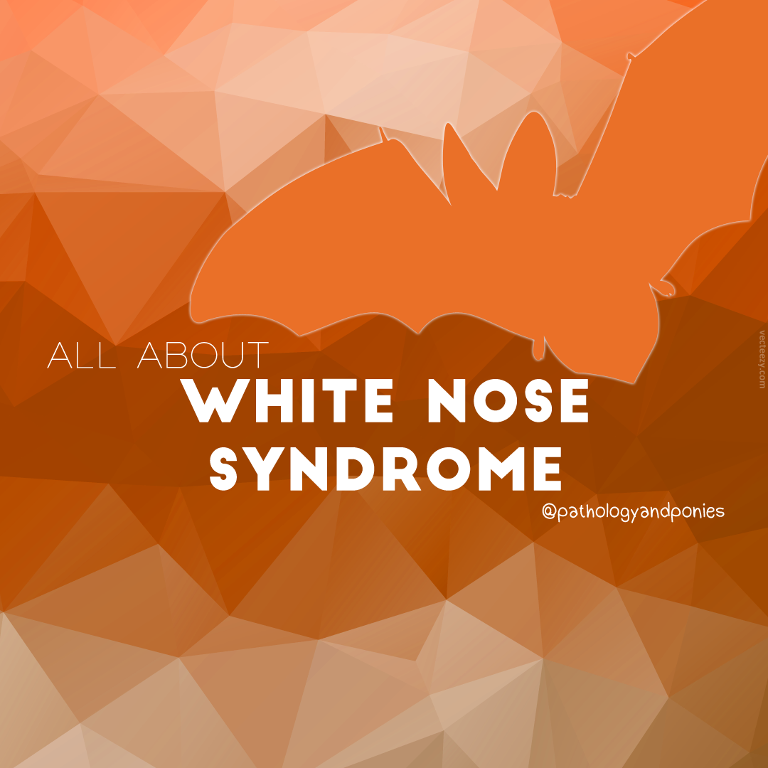 white-nose-syndrome-pathology-and-ponies