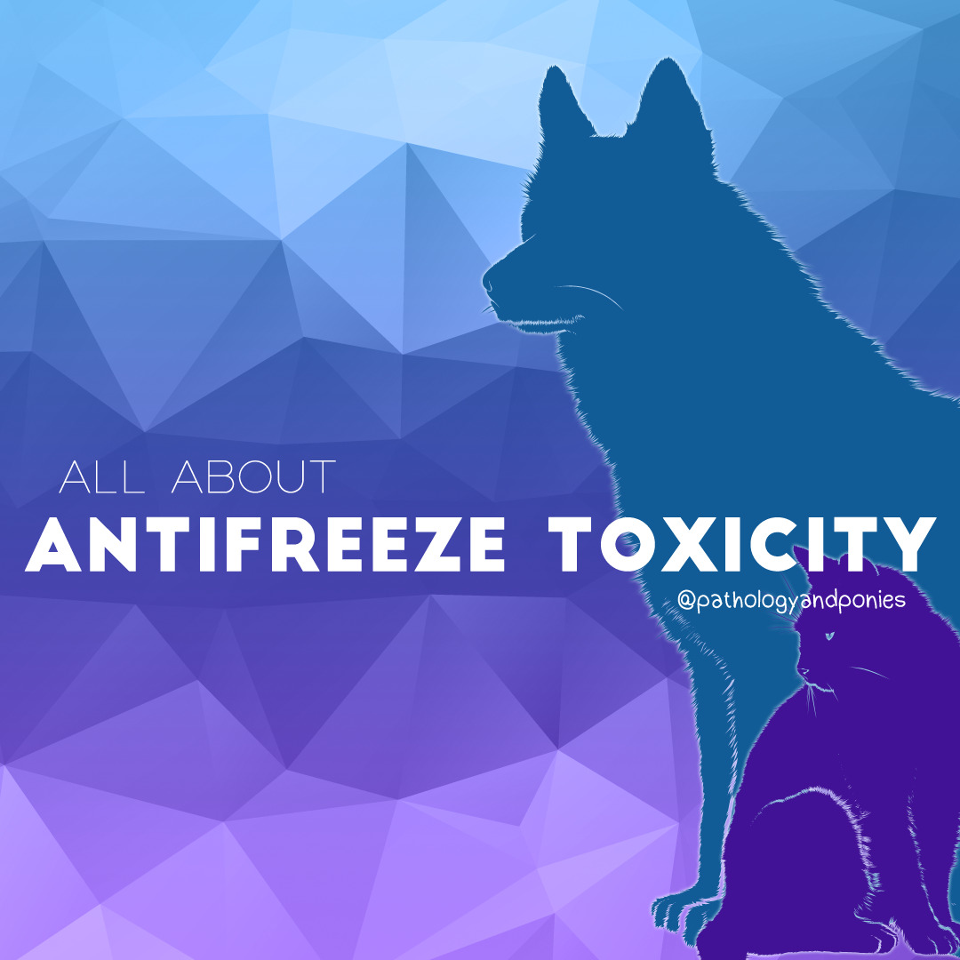 Antifreeze Toxicity - Pathology And Ponies