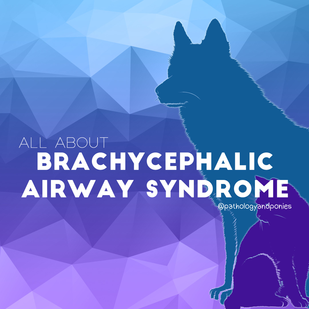 Brachycephalic Airway Syndrome - Pathology And Ponies