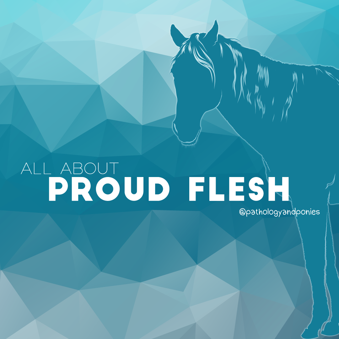 Proud Flesh - Pathology and Ponies