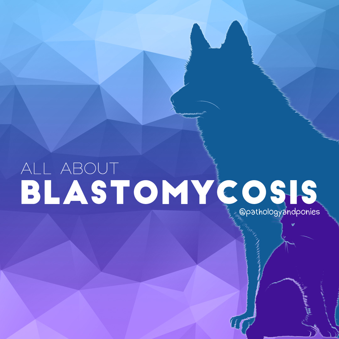 Blastomycosis