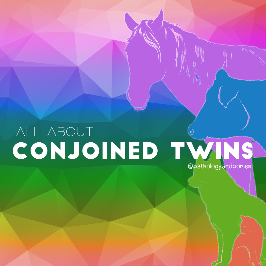 conjoined-twins-pathology-and-ponies