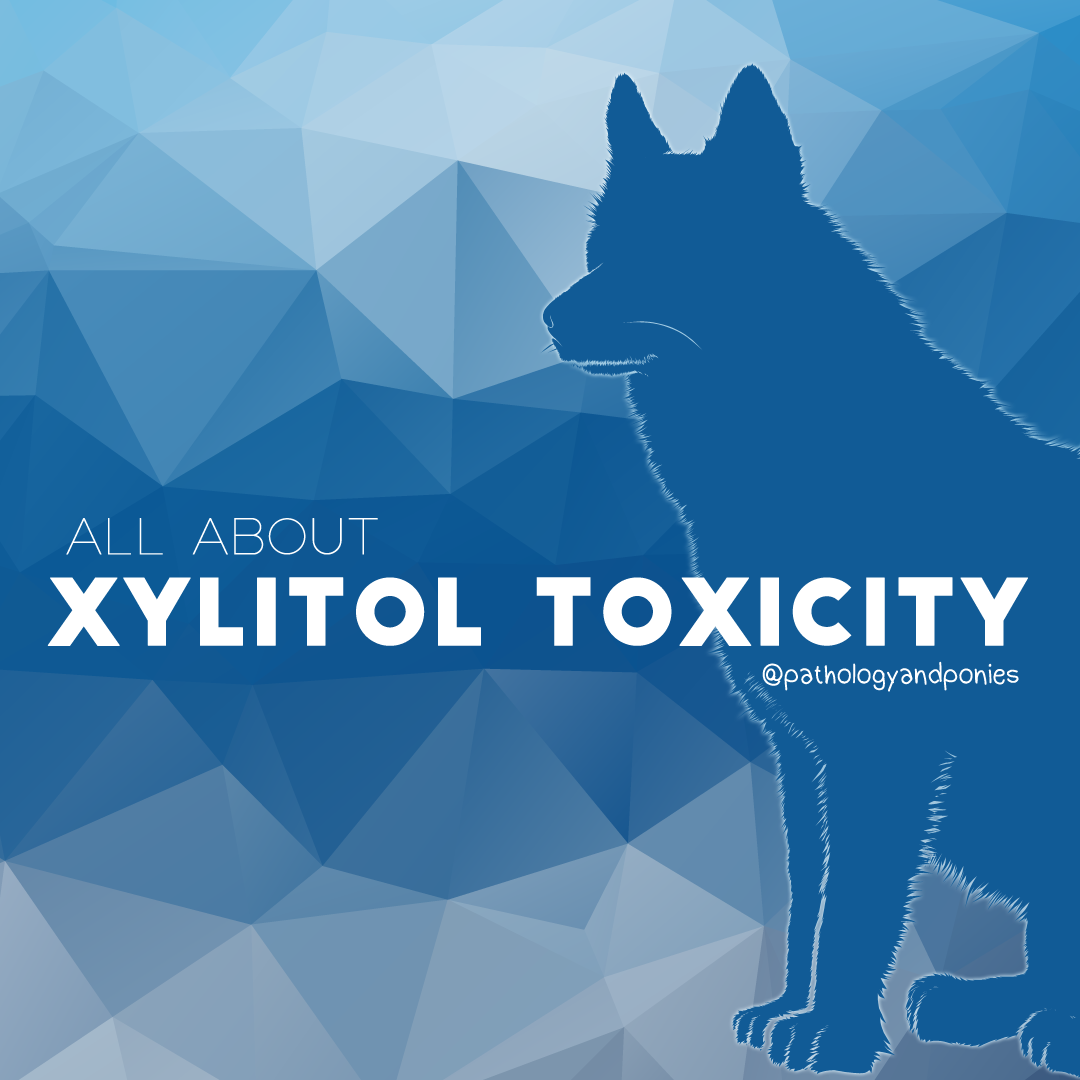 Xylitol Toxicity Pathology and Ponies