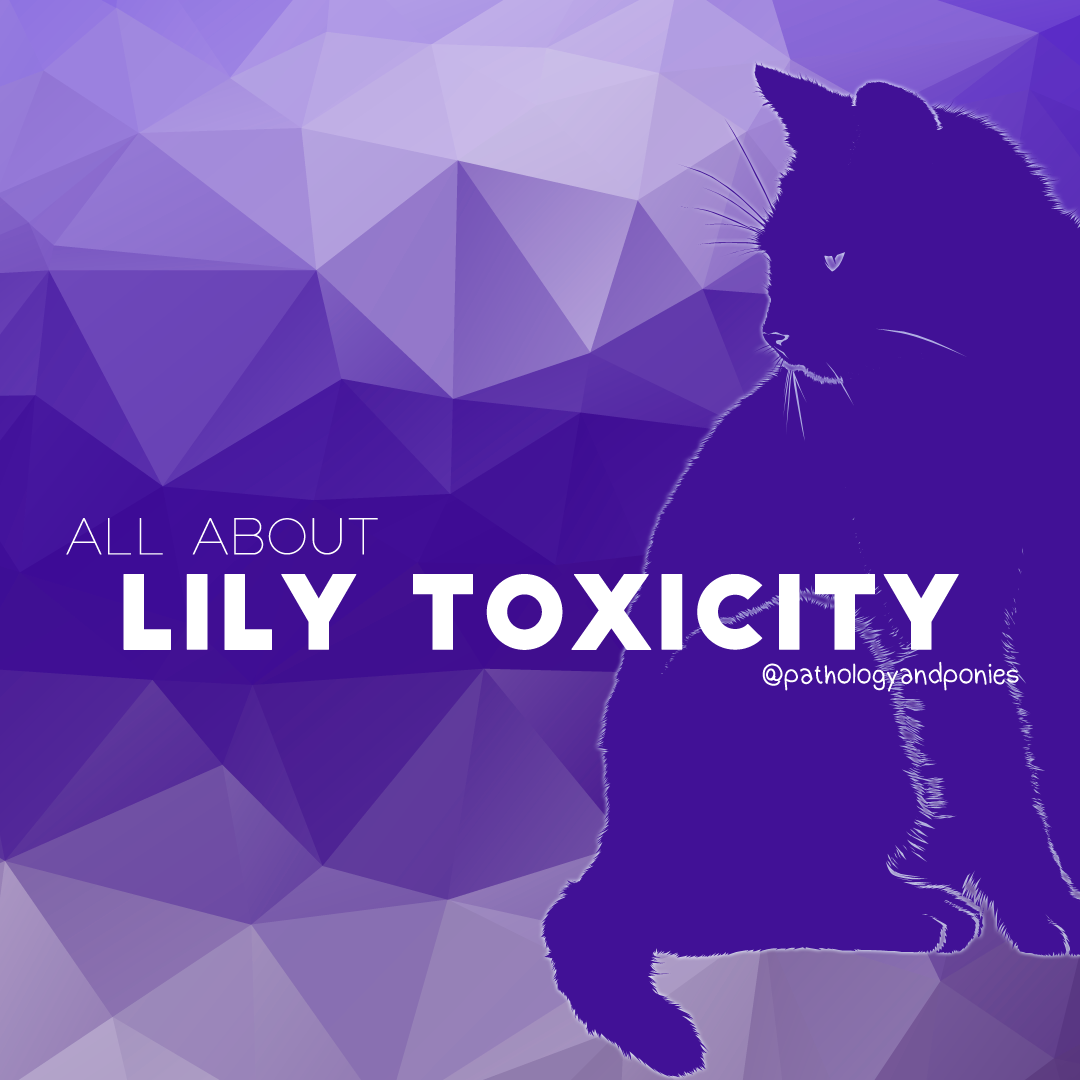 Lily Toxicity Pathology and Ponies