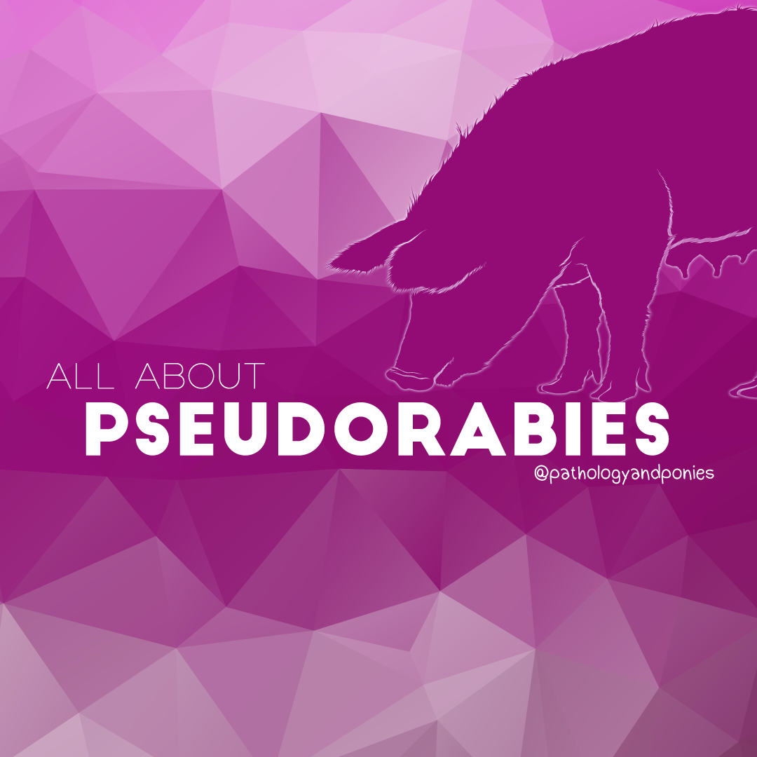 Pseudorabies