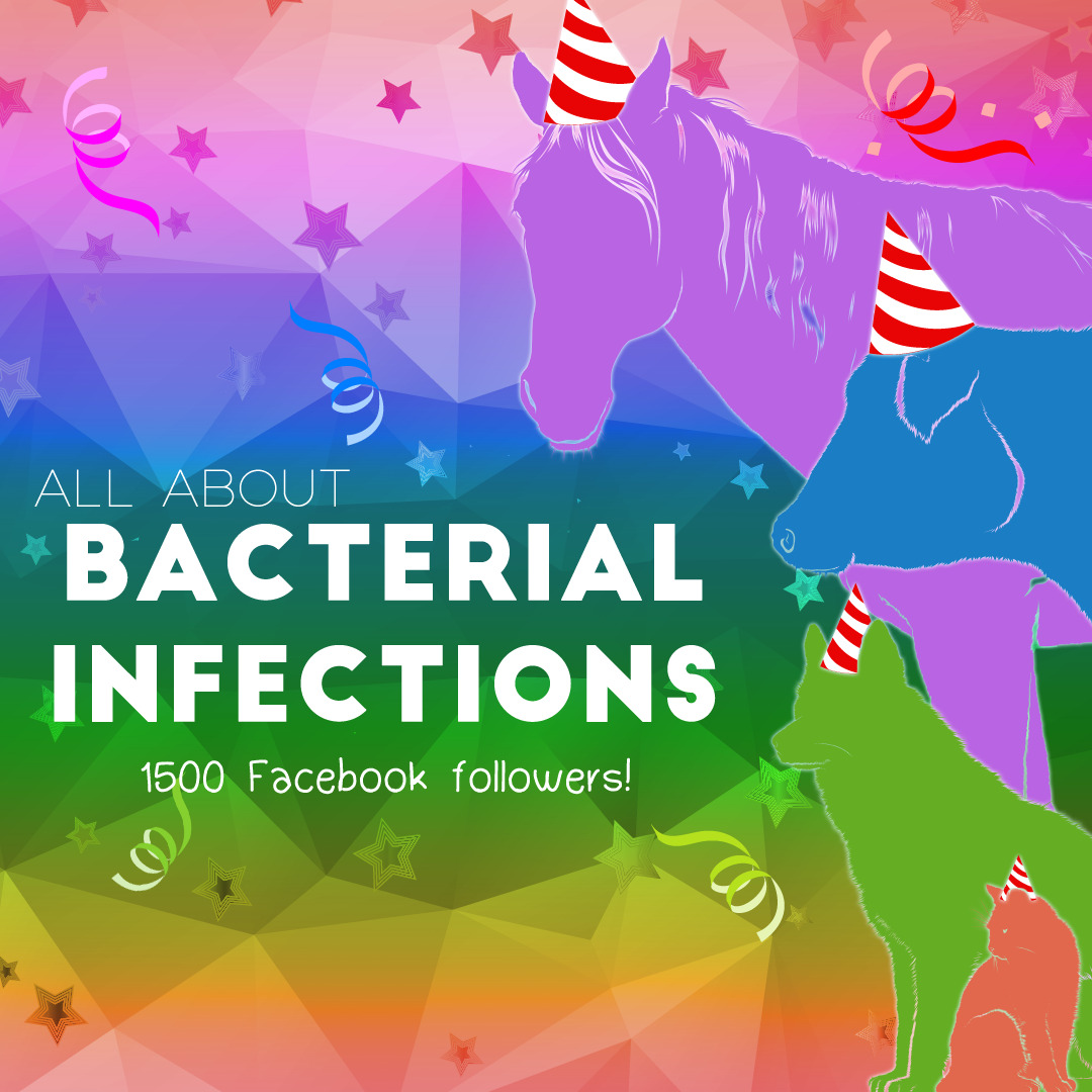 bacterial-infections-pathology-and-ponies