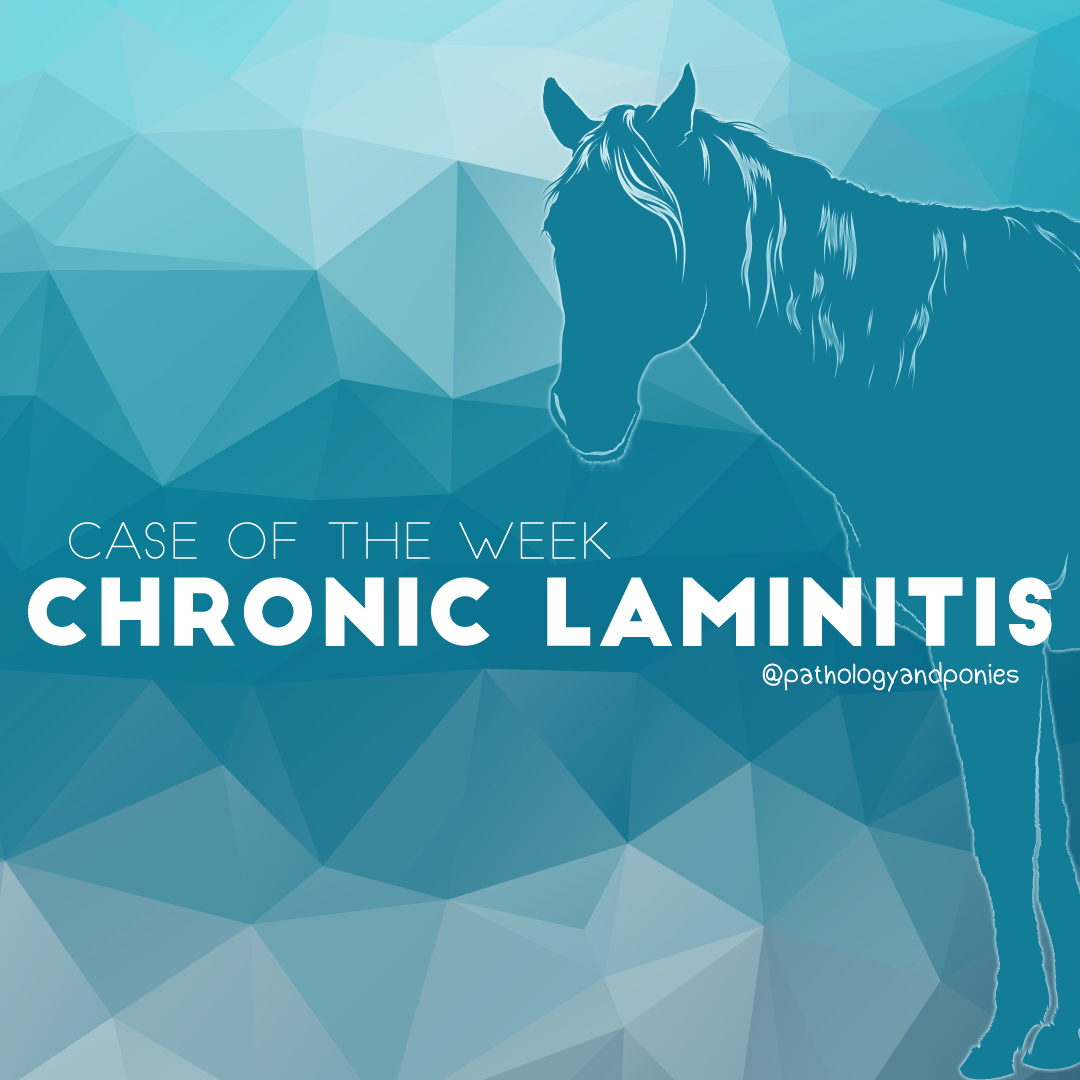 Case of the Week: Chronic Laminitis