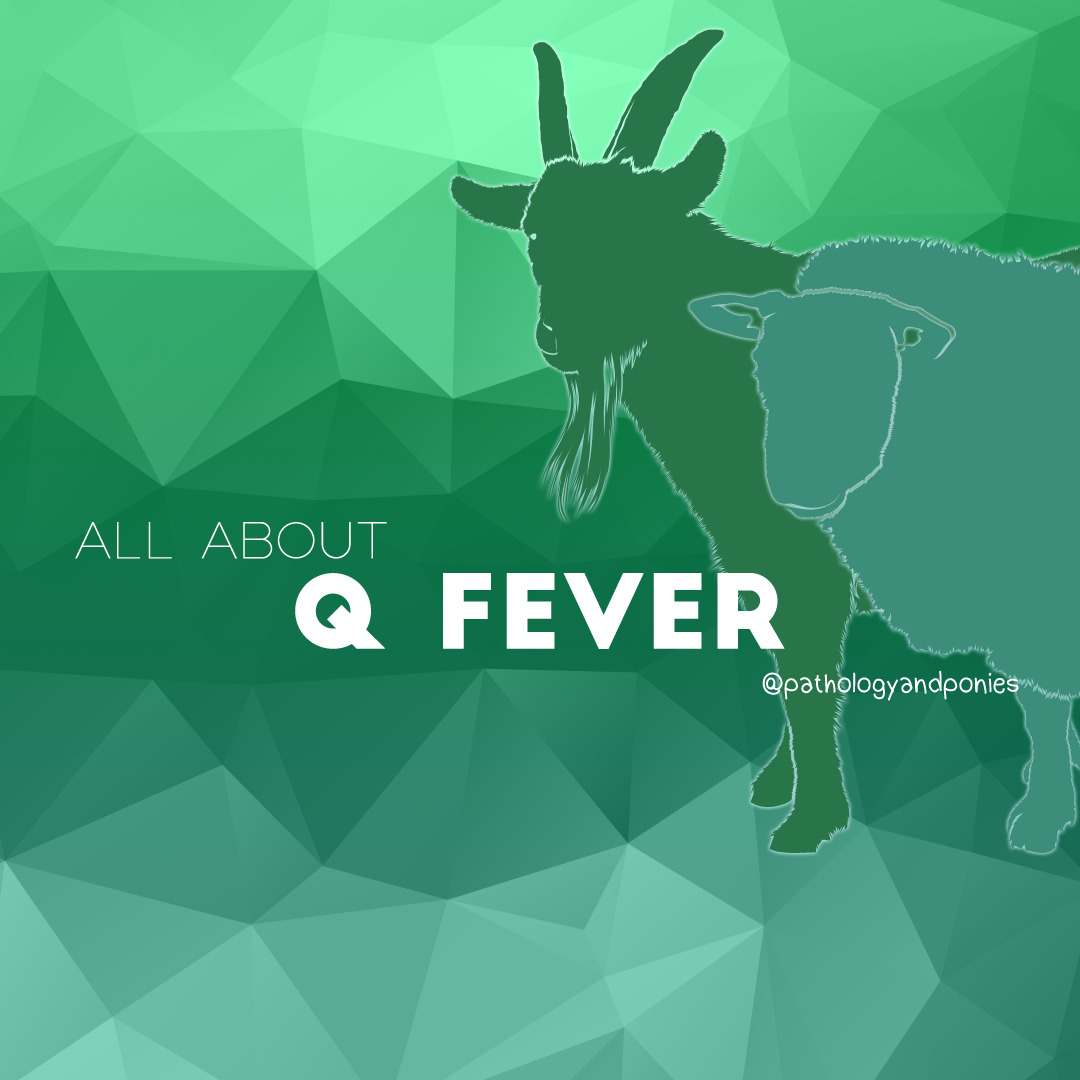Q Fever