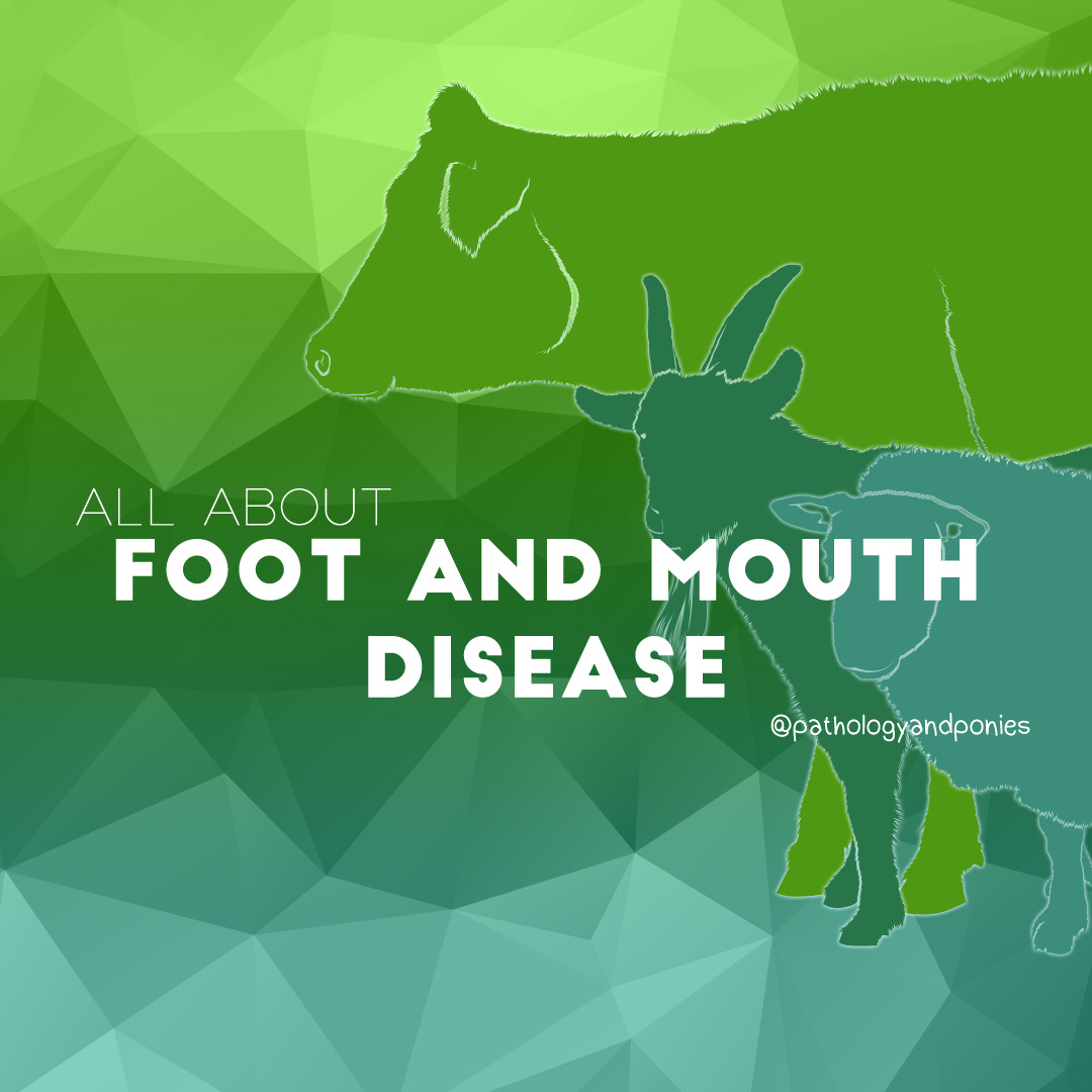 Foot and Mouth Disease