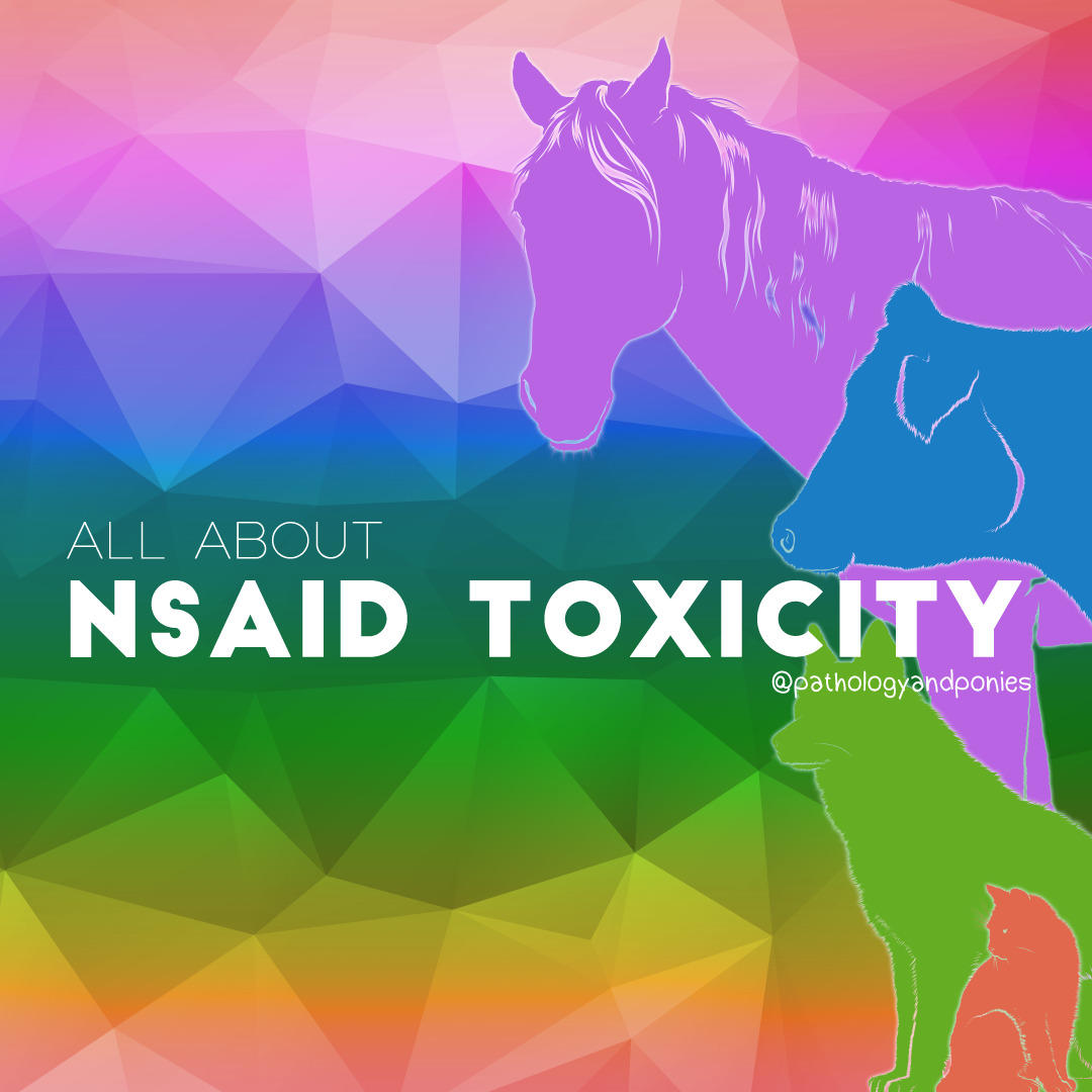 nsaid-toxicity-pathology-and-ponies