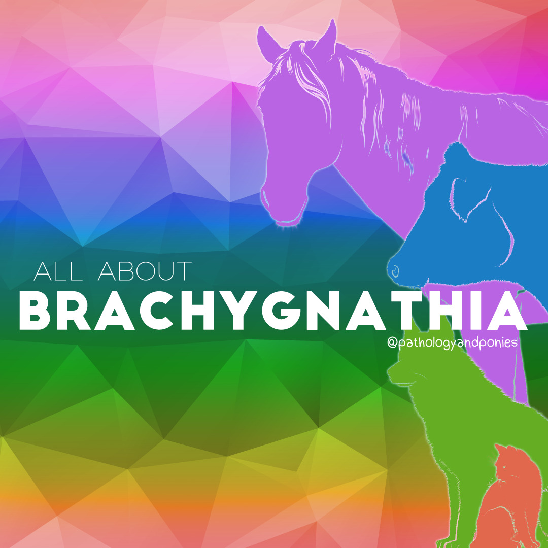 Brachygnathia - Pathology and Ponies