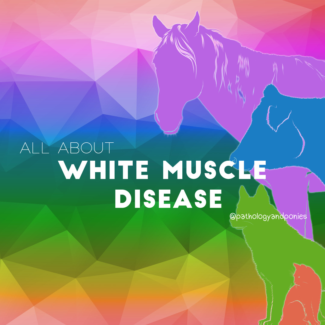 White Muscle Disease