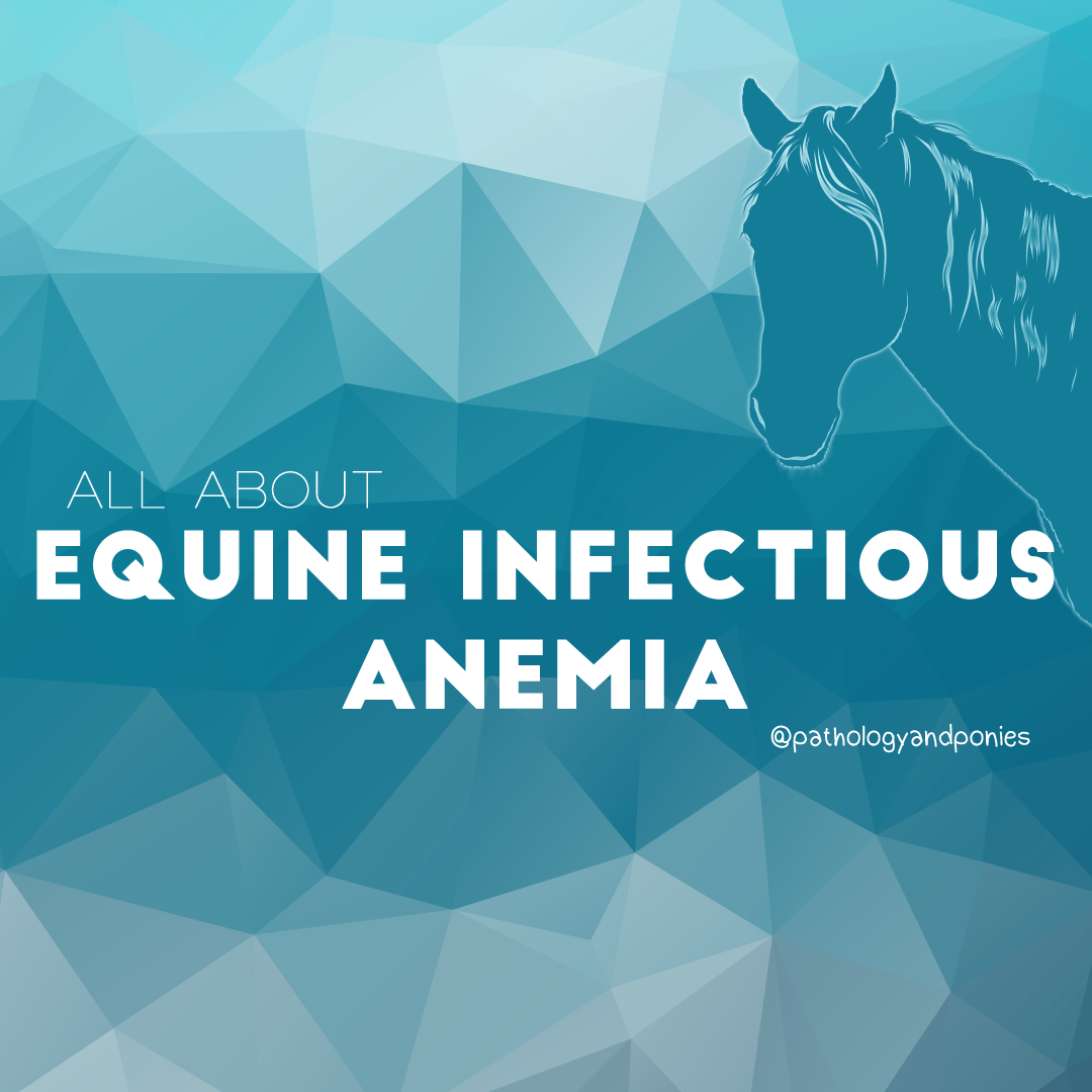 equine-infectious-anemia-pathology-and-ponies