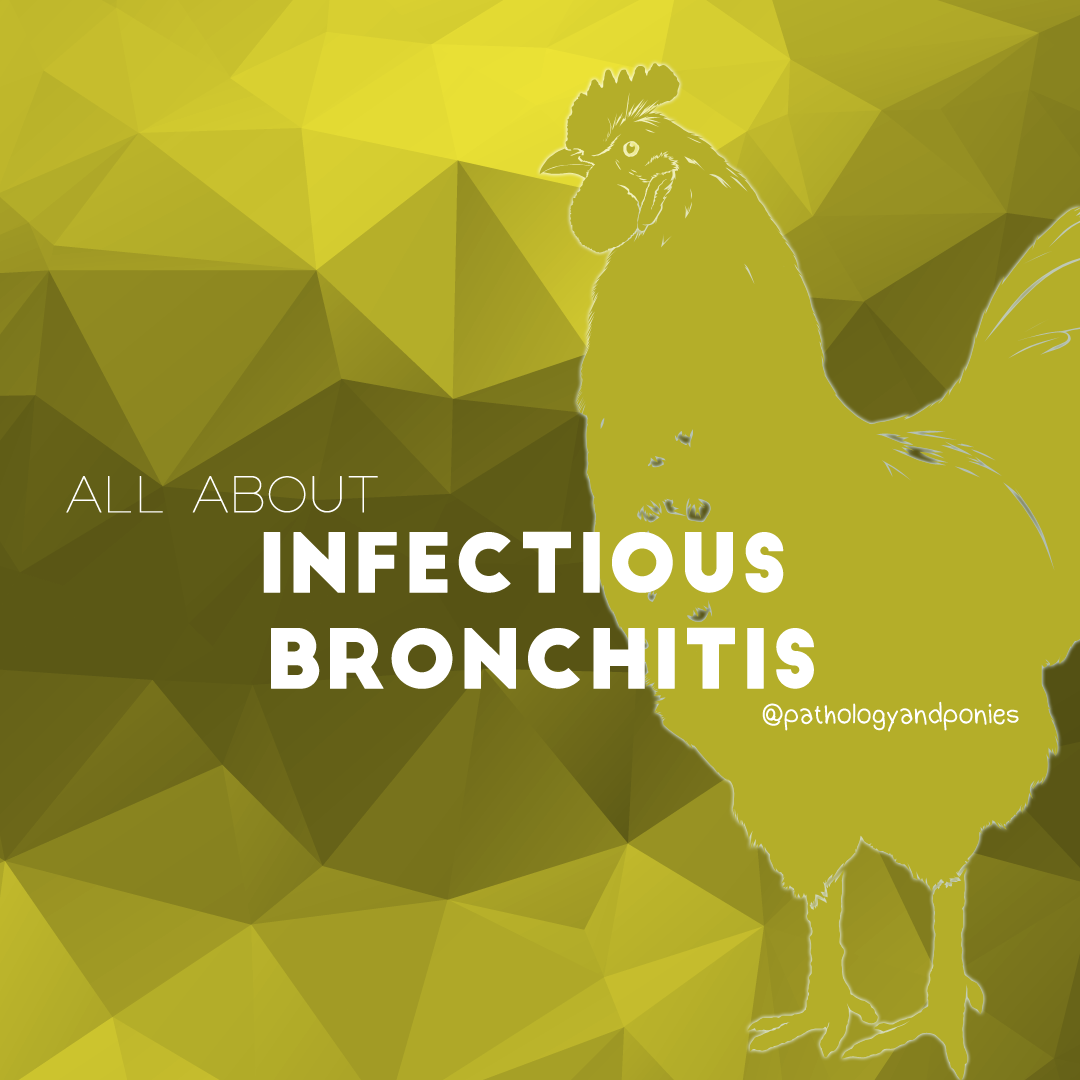 Infectious Bronchitis Pathology And Ponies   Site 