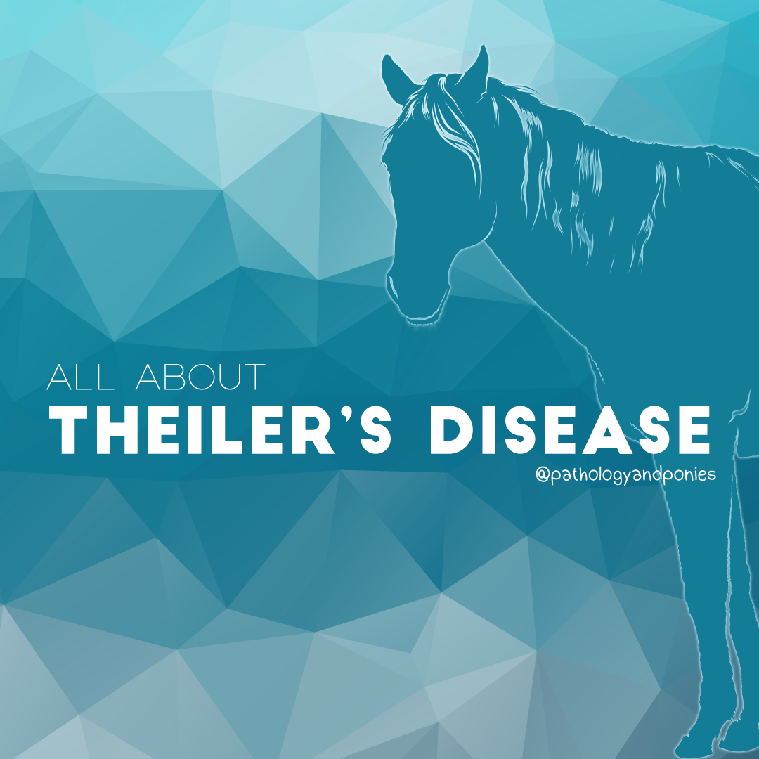 theiler-s-disease-pathology-and-ponies