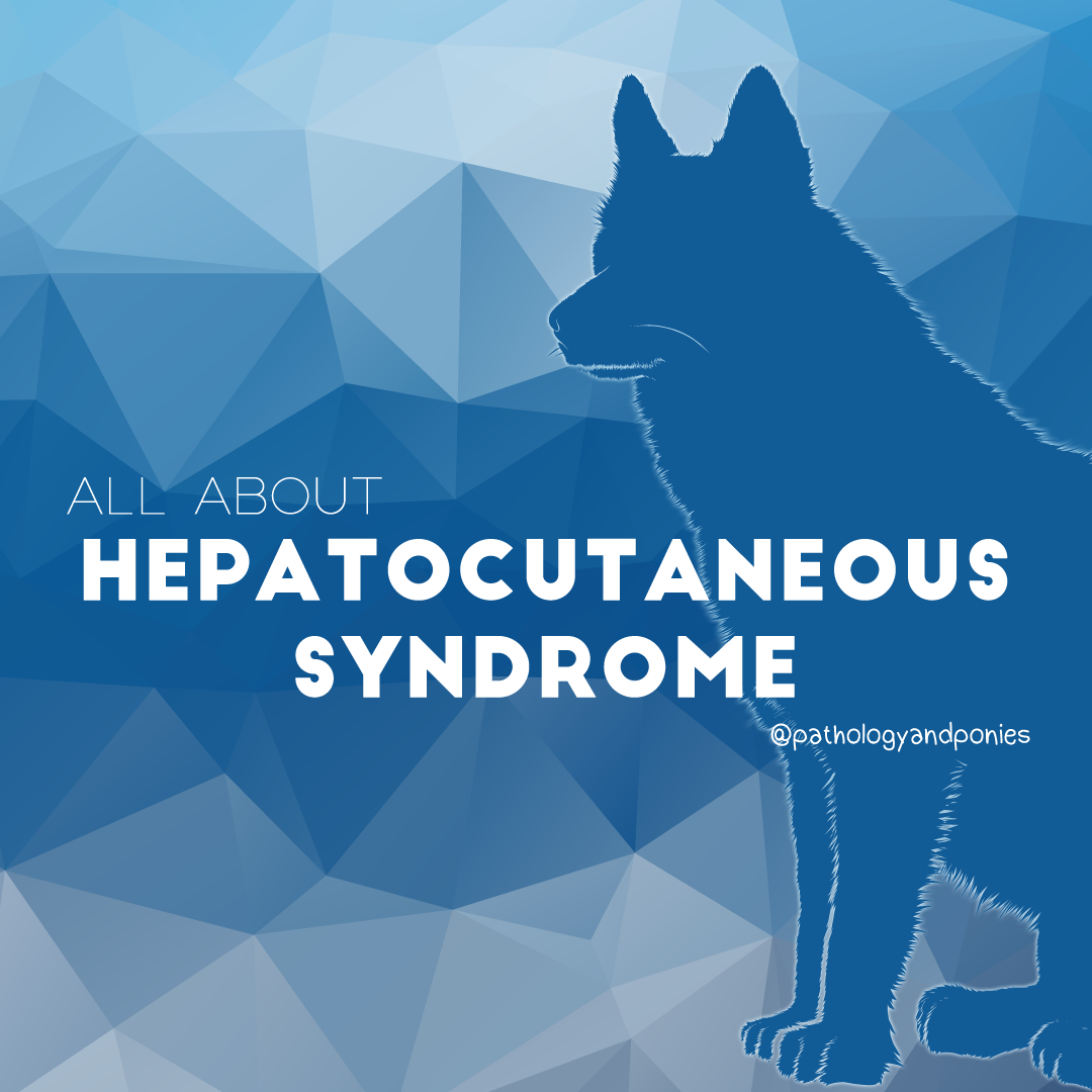 Hepatocutaneous Syndrome Pathology And Ponies